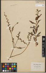Foto von Salix purpurea L. x Salix repens L.